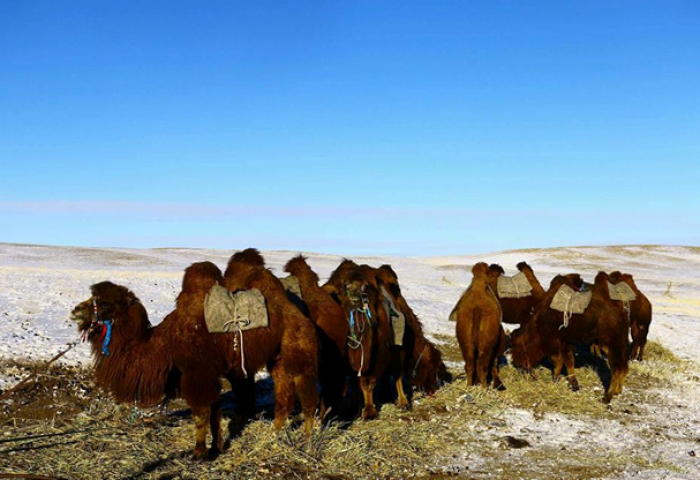 Тэмээгээр аялагч Н.Байгальмаа  1070км туулж Говь-алтайд хүрлээ