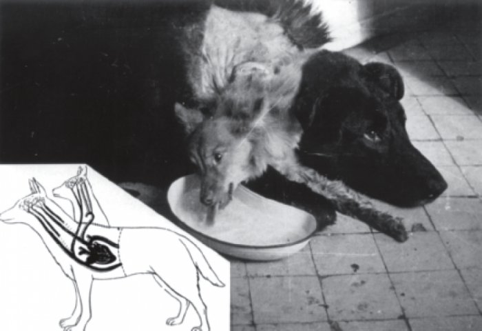 Галзуу эрдэмтэн Владимир Демиков хоёр толгойтой нохойг хэрхэн ’’бүтээсэн’’ бэ?
